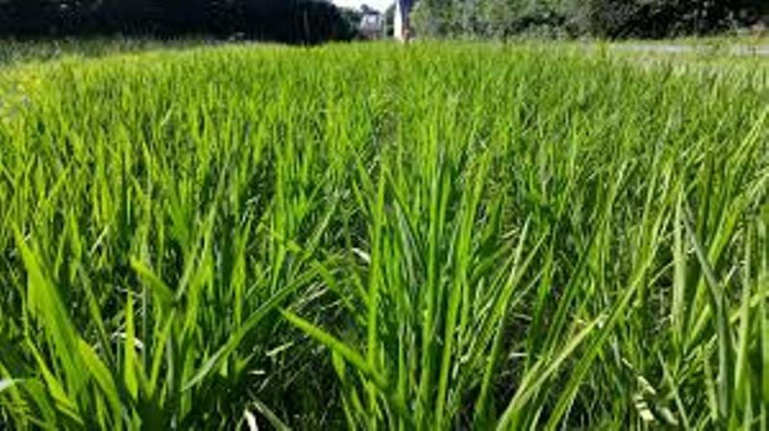 Riz: « l’Afrique absorbe environ 30% des importations mondiales », selon ministre de l’Agriculture