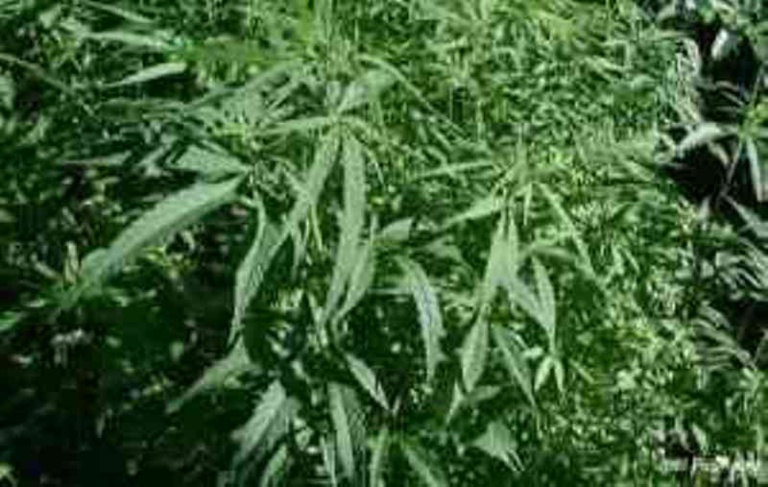 Jaxaay: 5 Nigérians qui cultivaient du chanvre indien dans leur appartement arrêtés