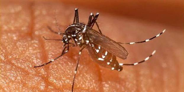 Epidémie de la Dengue : Après Fatick et Touba, Rosso Sénégal touché