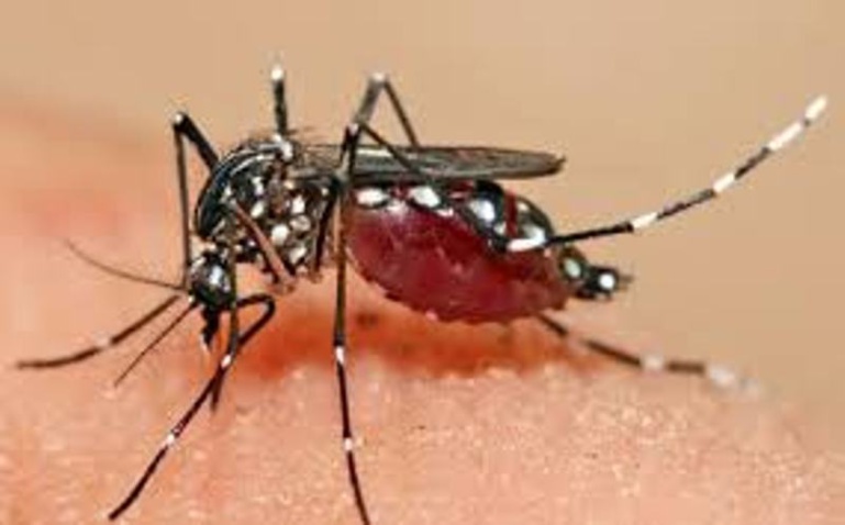 Touba - La dengue fait un mort à Ndamatou