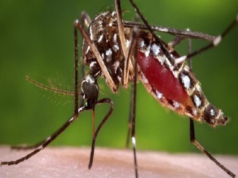 ​ Dengue : Saint-Louis menacé avec 20 cas suspects prélevés