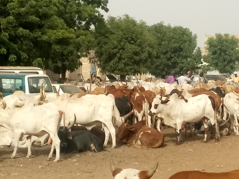 #Magal2018 : «l'économie» du bétail en plein essor #Magal2018 : «l'économie» du bétail en plein essor