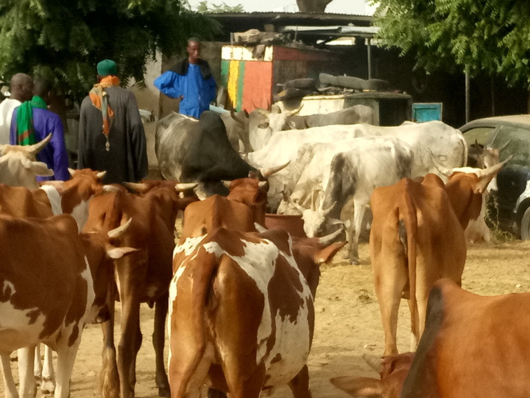 #Magal2018 : «l'économie» du bétail en plein essor #Magal2018 : «l'économie» du bétail en plein essor