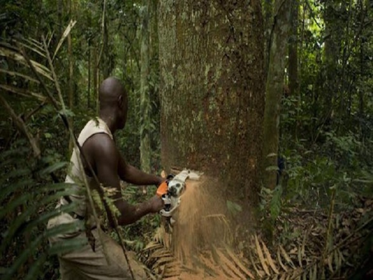 Casamance : les trafiquants de bois opèrent toujours dans l’impunité totale Casamance : les trafiquants de bois opèrent toujours dans l’impunité totale