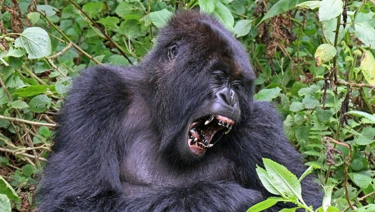 Afrique: les efforts de protection des gorilles des montagnes portent leurs fruits