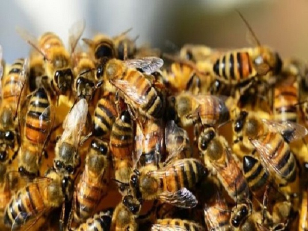Diourbel : les abeilles tuent deux personnes et font plusieurs blessés graves 