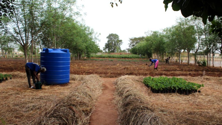 Le Songhai Center en Gambie