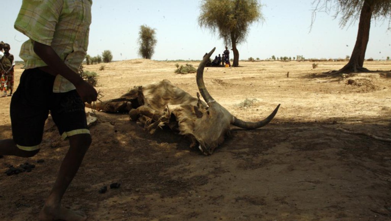 Sommet régional en Gambie sur la sécurité alimentaire en Afrique de l’Ouest Sommet régional en Gambie sur la sécurité alimentaire en Afrique de l’Ouest