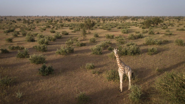 Les girafes d'Afrique de l'Ouest sous protection au Niger