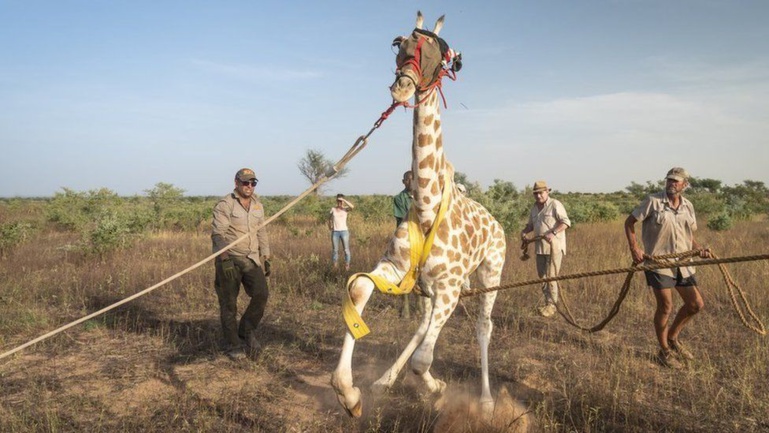 Les girafes d'Afrique de l'Ouest sous protection au Niger Les girafes d'Afrique de l'Ouest sous protection au Niger