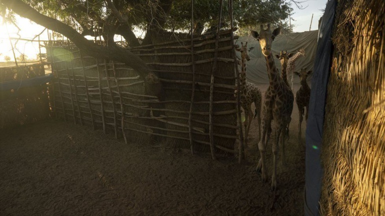 Les girafes d'Afrique de l'Ouest sous protection au Niger