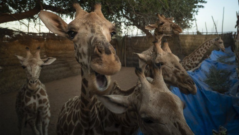 Les girafes d'Afrique de l'Ouest sous protection au Niger Les girafes d'Afrique de l'Ouest sous protection au Niger