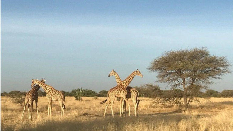 Les girafes d'Afrique de l'Ouest sous protection au Niger Les girafes d'Afrique de l'Ouest sous protection au Niger