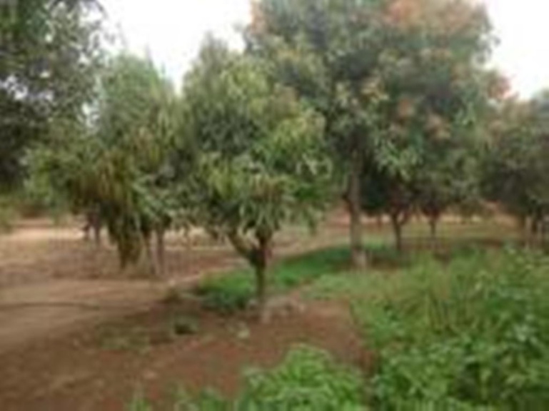 Bataille rangée à Ziguinchor : les agriculteurs et la municipalité de Niaguis se tiraillent 25 hectares de terre Bataille rangée à Ziguinchor : les agriculteurs et la municipalité de Niaguis se tiraillent 25 hectares de terre