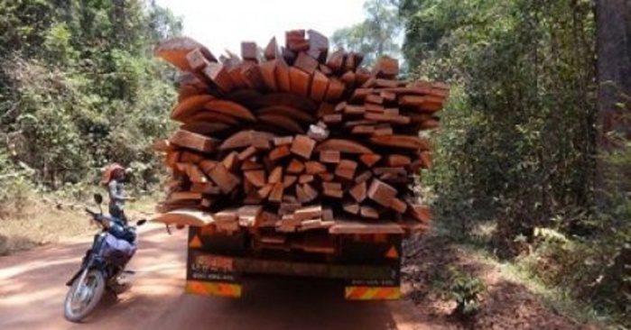 Casamance: comment l'interdiction de la coupe de bois favorise la culture du chanvre Indien et le renforcement du Mfdc