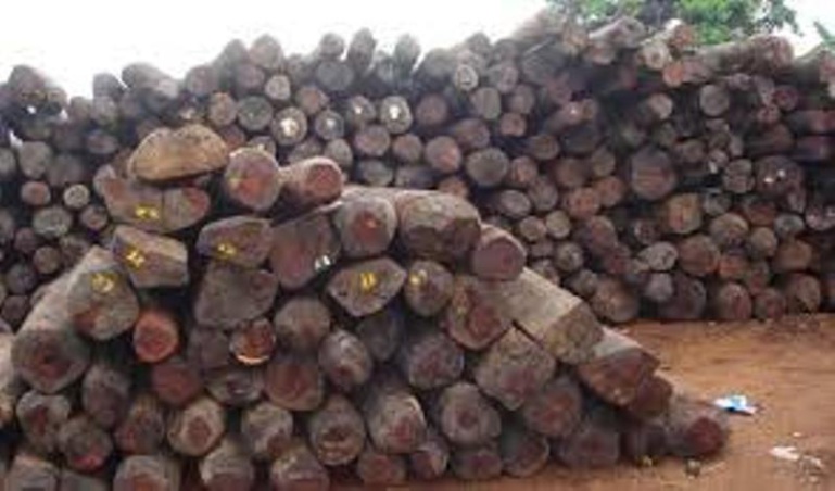 Trafic illicite de bois: 24 trafiquants arrêtés dans la région de Kolda Trafic illicite de bois: 24 trafiquants arrêtés dans la région de Kolda