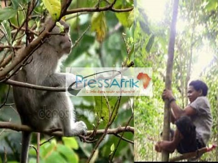 Drame dans le Sud : un homme de 45 ans abattu et son bourreau qui dit l'avoir confondu à un singe Drame dans le Sud : un homme de 45 ans abattu et son bourreau qui dit l'avoir confondu à un singe