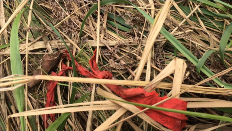 RDC: des centaines de miliciens Kamuina Nsapu viennent déposer leurs armes RDC: des centaines de miliciens Kamuina Nsapu viennent déposer leurs armes