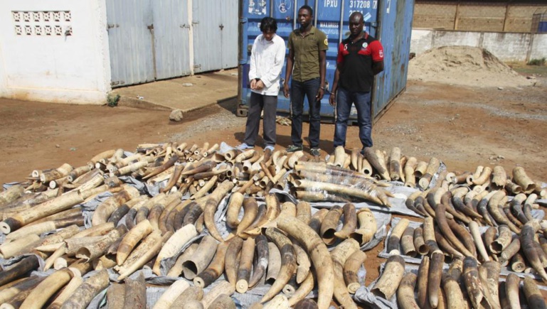 Trafic d’ivoire : le réseau démantelé à Soumbédioune 