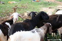 Sédhiou : Des cultivateurs vendent leur bétail pour couvrir les frais alimentaires du ramadan