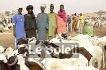 A cause de l’impunité, les voleurs de bétail ne se cachent plus à Sédhiou