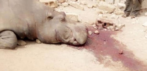  Abattage d’un hippopotame à Kédougou : des associations et des juristes exigent l’ouverture d’une enquête