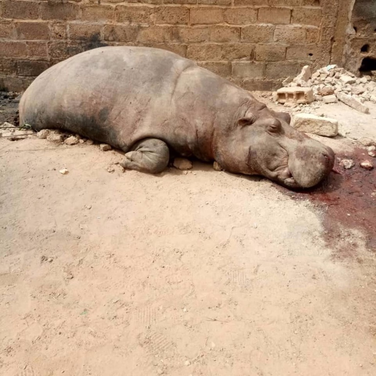 Meurtre de l'hippopotame de Kédougou: La panique cède la place à l'indignation et l'étonnement