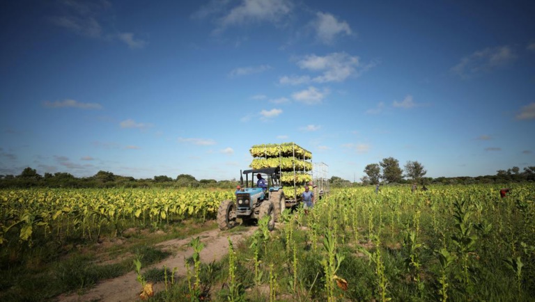 Zimbabwe: les fermiers blancs expulsés par Mugabe vont être indemnisés