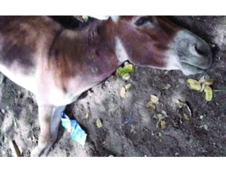 Propagation de la grippe équine à Fatick: 3.473 bêtes contaminées, 262 tuées en 3 semaines Propagation de la grippe équine à Fatick: 3.473 bêtes contaminées, 262 tuées en 3 semaines