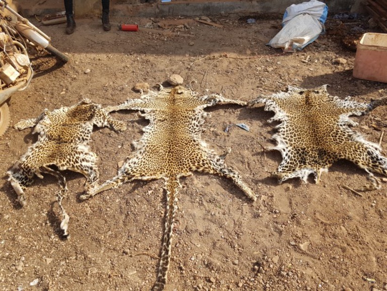 ​Kédougou : trois présumés trafiquants d’animaux arrêtés