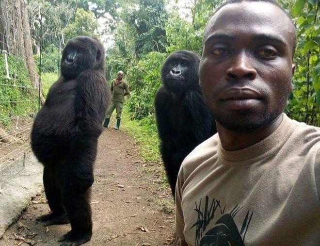 Des gorilles qui aiment les selfies dans le parc des Virunga