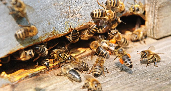 Les abeilles envahissent un village de Kaffrine et tue un enfant de 7 ans