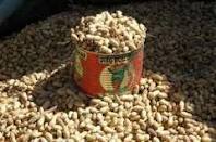 Campagne arachidière 2011: le kilogramme d’arachide passe de 165 à 175 franc CFA