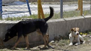 Vaccination contre la rage au Togo où la maladie fait des victimes