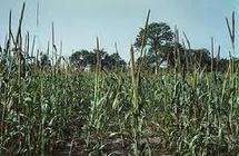 Foundiougne : Le déficit de pluviométrie et le retard de l’engrais frein de l’évolution du mil