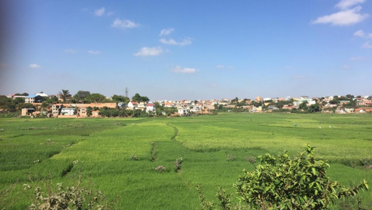 Madagascar: le défi de l’autosuffisance en riz