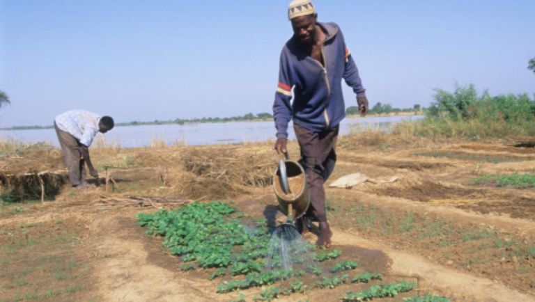 RCA: un programme d'apprentissage du maraîchage RCA: un programme d'apprentissage du maraîchage