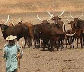 Ziguinchor : Des puits pastoraux pour mettre fin à la tension éleveurs-agriculteurs