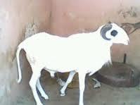 A Matam le prix des moutons varie de 12 000 à 150 000 FCFA