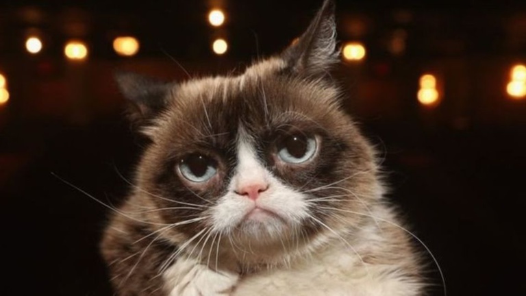 Grumpy Cat, la chatte star d'Internet, est décédée Grumpy Cat, la chatte star d'Internet, est décédée