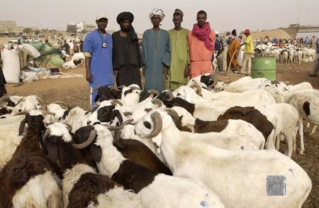 Tabaski: Des moutons bloqués aux frontières Malienne et Mauritanienne