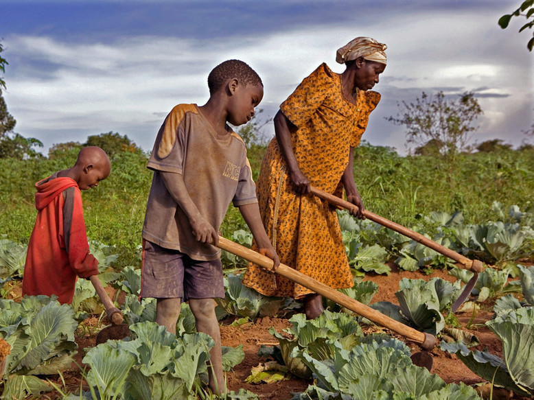 Il y a un échec économique et agricole en Afrique (Professeur Macoudou Ndiaye)