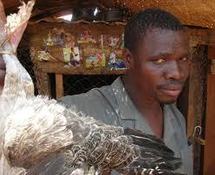 Préparatifs de la Tabaski : La souffrance endurante des vendeurs de poulets
