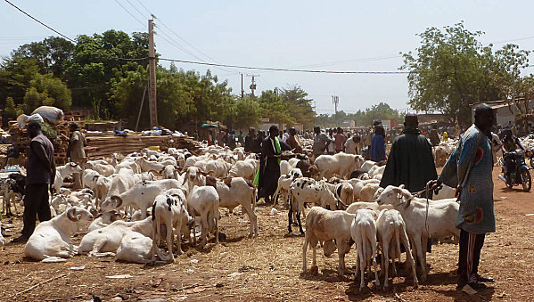 Célébration de la fête de Tabaski: la vente de peau de mouton, un commerce lucratif à Rufisque.