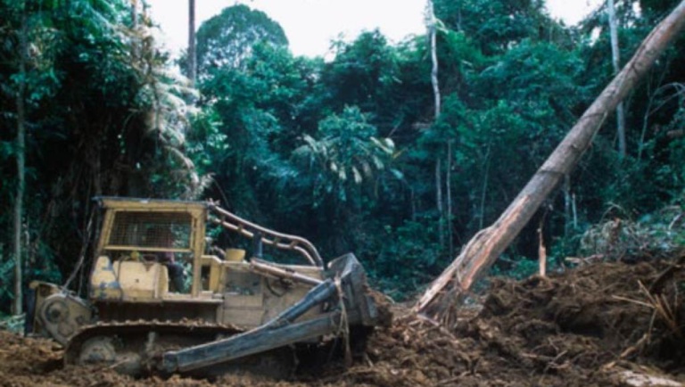 Gabon: François Wu s’exprime sur l’affaire du bois précieux kevazingo
