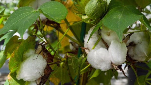 Tchad: la société Olam va régler la dette des impayés du coton Tchad: la société Olam va régler la dette des impayés du coton