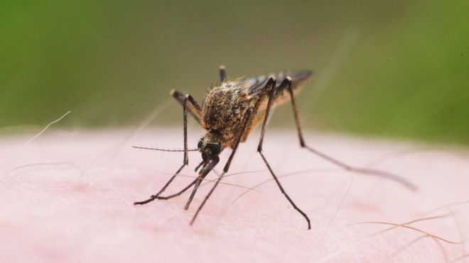 Des moustiques OGM libérés au Burkina Faso