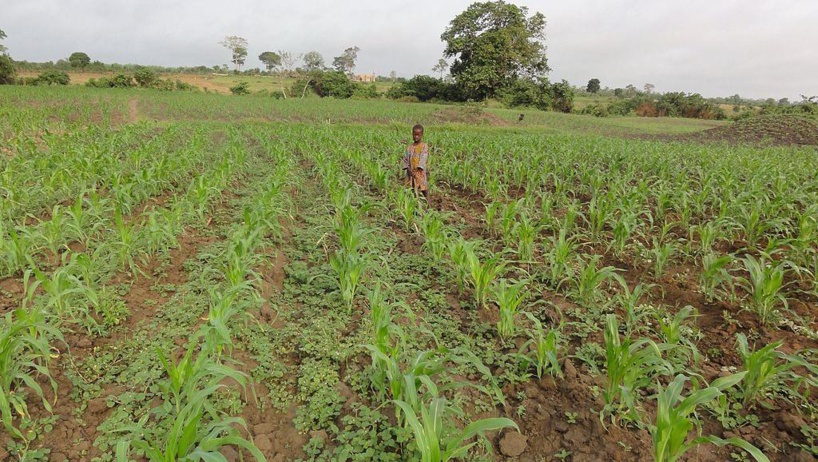 Le Togo mise sur la ZLECAf pour développer son agriculture et ses exportations Le Togo mise sur la ZLECAf pour développer son agriculture et ses exportations