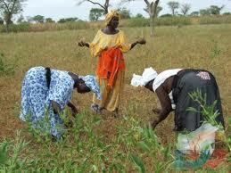 Me Abdoulaye Wade : Une Caisse de sécurité sociale pour les paysans sénégalais