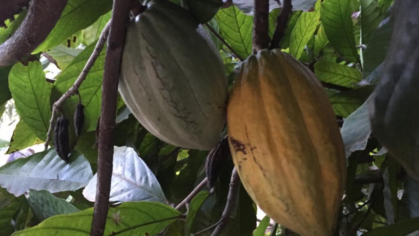 Cacao: la Côte d’Ivoire et le Ghana de retour sur le marché mondial Cacao: la Côte d’Ivoire et le Ghana de retour sur le marché mondial